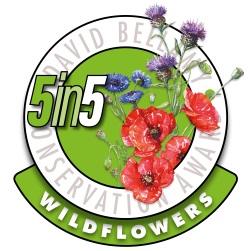 Tudor Caravan Park - Bellamy 5 in 5 Wildflowers